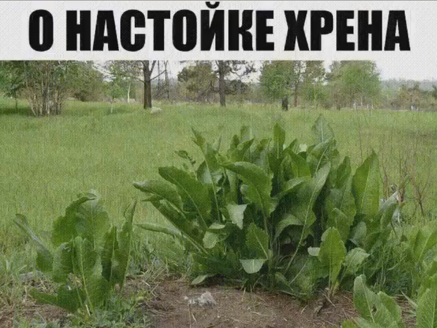 Хрен растение листья